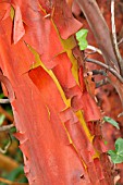 PEELING BARK OF ARBUTUS MENZIESII