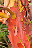 PEELING BARK OF ARBUTUS MENZIESII