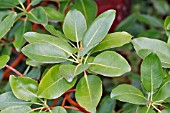 LEAVES OF ARBUTUS MENZIESII