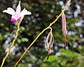 ARUNDINA GRAMINIFOLIA SEEDPODS