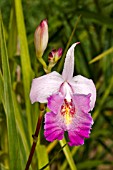 ARUNDINA GRAMINIFOLIA, FADING FLOWER WITH NEW BUDS