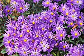 ASTER AMELLUS VEILCHEN KONIGIN