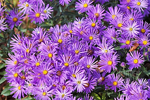 ASTER_AMELLUS_VEILCHEN_KONIGIN