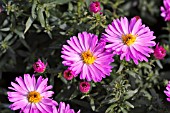 ASTER NOVI-BELGII LITTLE PINK BEAUTY