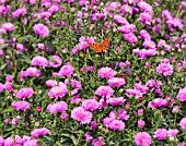 ASTER NOVI_BELGII PATRICIA BALLARD