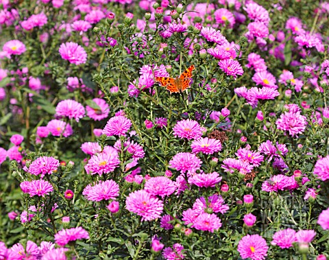 ASTER_NOVIBELGII_PATRICIA_BALLARD