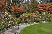 BUTCHART GARDENS, DAHLIA BORDER BY THE CONCERT LAWN IN AUTUMN