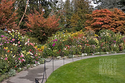 BUTCHART_GARDENS_DAHLIA_BORDER_BY_THE_CONCERT_LAWN_IN_AUTUMN