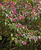 CLERODENDRUM TRICHOTOMUM