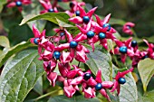 CLERODENDRUM TRICHOTOMUM