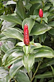 COSTUS SCABER (OFTEN INCORRECTLY TITLED AND SOLD AS COSTUS SPICATUS)