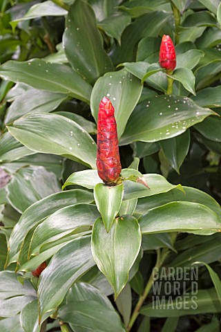 COSTUS_SCABER_OFTEN_INCORRECTLY_TITLED_AND_SOLD_AS_COSTUS_SPICATUS