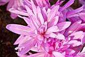 COLCHICUM WATERLILY