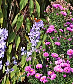 DELPHINIUM CAMELIARD AND ASTER NOVI-BELGI PATRICIA BALLARD