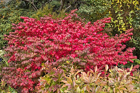 EUONYMUS_ALATUS