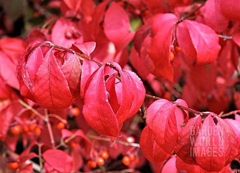 EUONYMUS_ALATUS