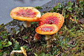 AMANITA MUSCARA, CAP STAGE