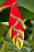 HELICONIA ROSTRATA