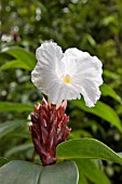 COSTUS SPECIOSUS RED STEM