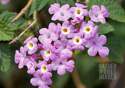 LANTANA_MONTEVIDENSIS