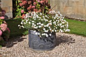 LEAD TUB WITH ARGYRANTHEMUM, BURTON AGNES, DRIFFIELD, YORKSHIRE