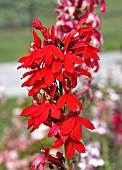 LOBELIA SPECIOSA