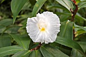 COSTUS SPECIOSUS RED STEM