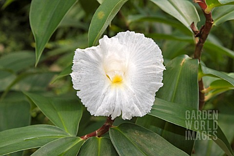 COSTUS_SPECIOSUS_RED_STEM