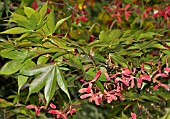 ACER PALMATUM WITH RED SAMARA