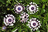 OSTEOSPERMUM PHILLIP