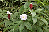 COSTUS SPECIOSUS RED STEM