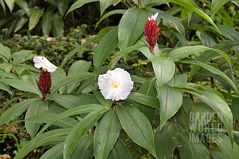 COSTUS_SPECIOSUS_RED_STEM