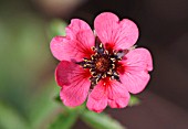 POTENTILLA NEPAULENSIS