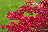 RED LEAVES OF ACER PALMATUS IN AUTUMN