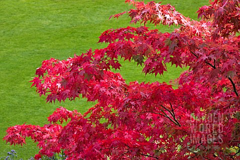 RED_LEAVES_OF_ACER_PALMATUS_IN_AUTUMN