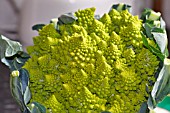 ROMANESCO BROCCOLI