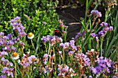 STATICE WITH RED ADMIRAL BUTTERFLY