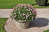 STONE POT WITH ARGYRANTHEMUM,