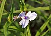 TRADESCANTIA X ANDERSONIANA OSPREY