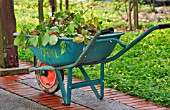 WHEELBARROW WITH GARDEN WASTE