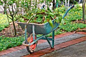 WHEELBARROW WITH GARDEN WASTE