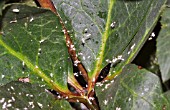 WHITEFLY INFESTATION