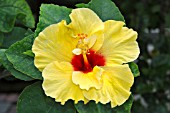 HIBISCUS ROSA CHINENSIS