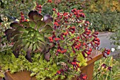 SALVIA GREGGII HOT LIPS AND AEONIUM IN A PLANTER