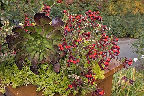 SALVIA_GREGGII_HOT_LIPS_AND_AEONIUM_IN_A_PLANTER