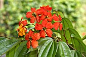 BAUHINIA KOCKIANA