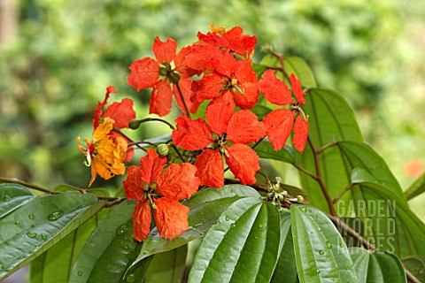 BAUHINIA_KOCKIANA