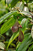 SEEDPODS OF BAUHINIA KOCKIANA