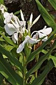 HEDYCHIUM CORONARIUM