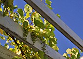 GRAPEVINE ON A PERGOLA